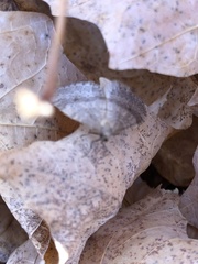 Operophtera bruceata