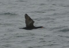 Phalacrocorax capensis