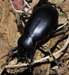 Blaps lusitanica
