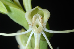 Habenaria quinqueseta