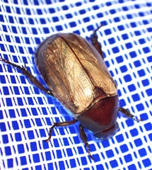 Anomala brachycaula