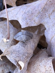 Operophtera bruceata
