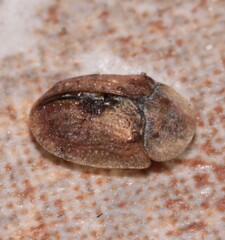 Hypocassida subferruginea