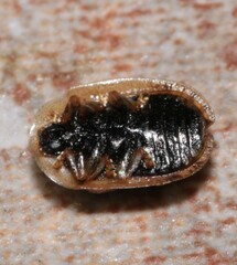 Hypocassida subferruginea