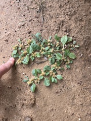 Alternanthera pungens