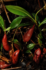 Nepenthes gymnamphora