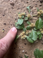 Alternanthera pungens