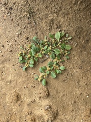 Alternanthera pungens