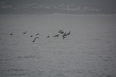 Phalacrocorax capensis