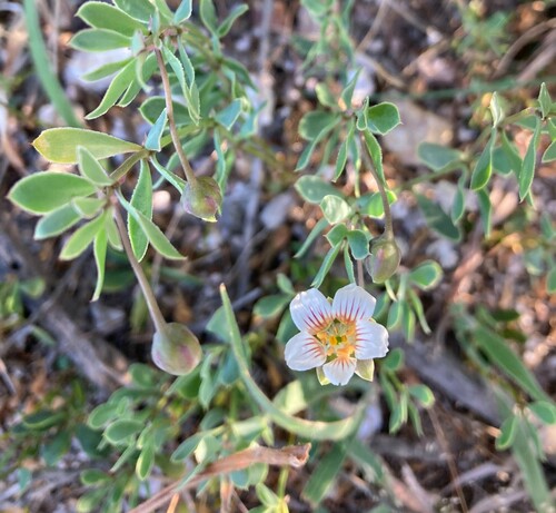 Image of Roepera sessilifolia by (c) Justin Ponder, some rights reserved (CC BY)