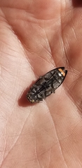 Buprestis