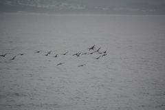 Phalacrocorax capensis