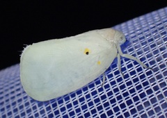 Poeciloflata combinata