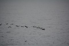 Phalacrocorax capensis