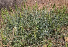 Manochlamys albicans