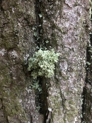 Ramalina europaea