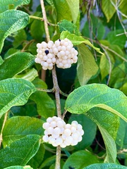 Callicarpa acuminata