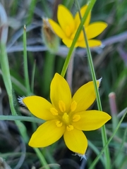 Hypoxis