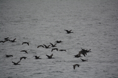 Phalacrocorax capensis