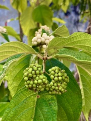 Callicarpa acuminata