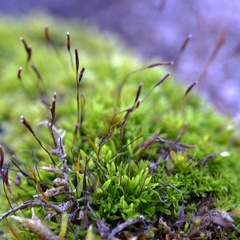 Tortula muralis muralis