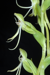 Habenaria quinqueseta