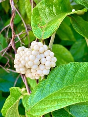 Callicarpa acuminata