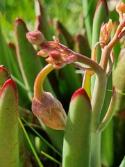 Cotyledon orbiculata
