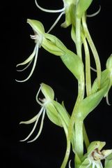 Habenaria quinqueseta