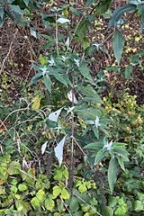 Buddleja davidii