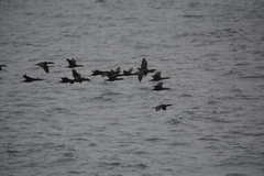 Phalacrocorax capensis