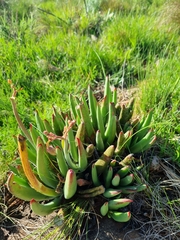 Cotyledon orbiculata