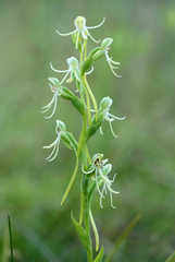 Habenaria quinqueseta