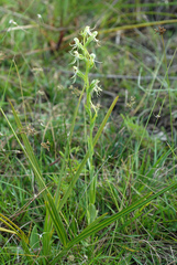 Habenaria quinqueseta