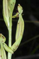 Habenaria quinqueseta