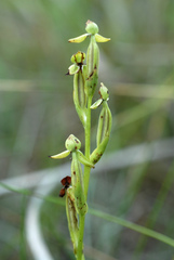 Habenaria quinqueseta