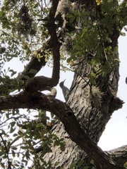 Melanerpes aurifrons