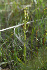 Habenaria quinqueseta
