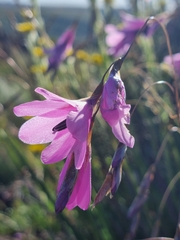 Dierama
