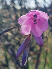 Dierama