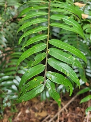 Cyathea corcovadensis