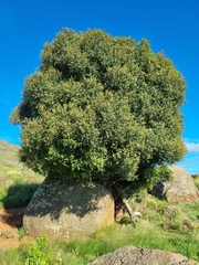 Maytenus acuminata