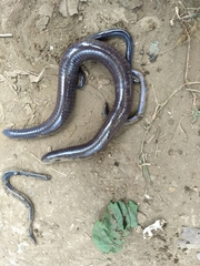 Dermophis