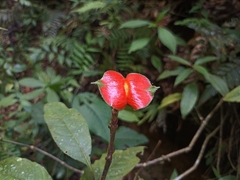 Palicourea tomentosa