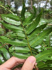 Cyathea corcovadensis