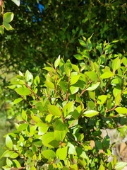 Maytenus acuminata