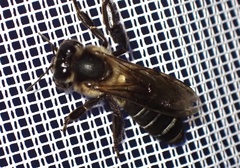 Apis dorsata binghami