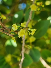 Maytenus acuminata