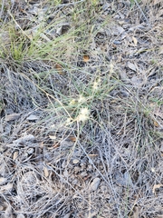 Bouteloua rigidiseta