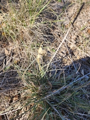 Bouteloua rigidiseta